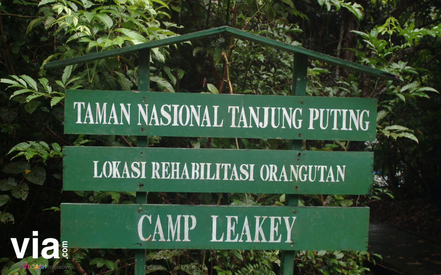 3 Fakta Unik tentang Camp Leakey-Tanjung Puting