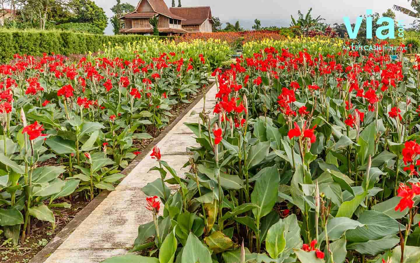 Romantisme di Blooms Garden Taman Bunga Kepunyaan Bali