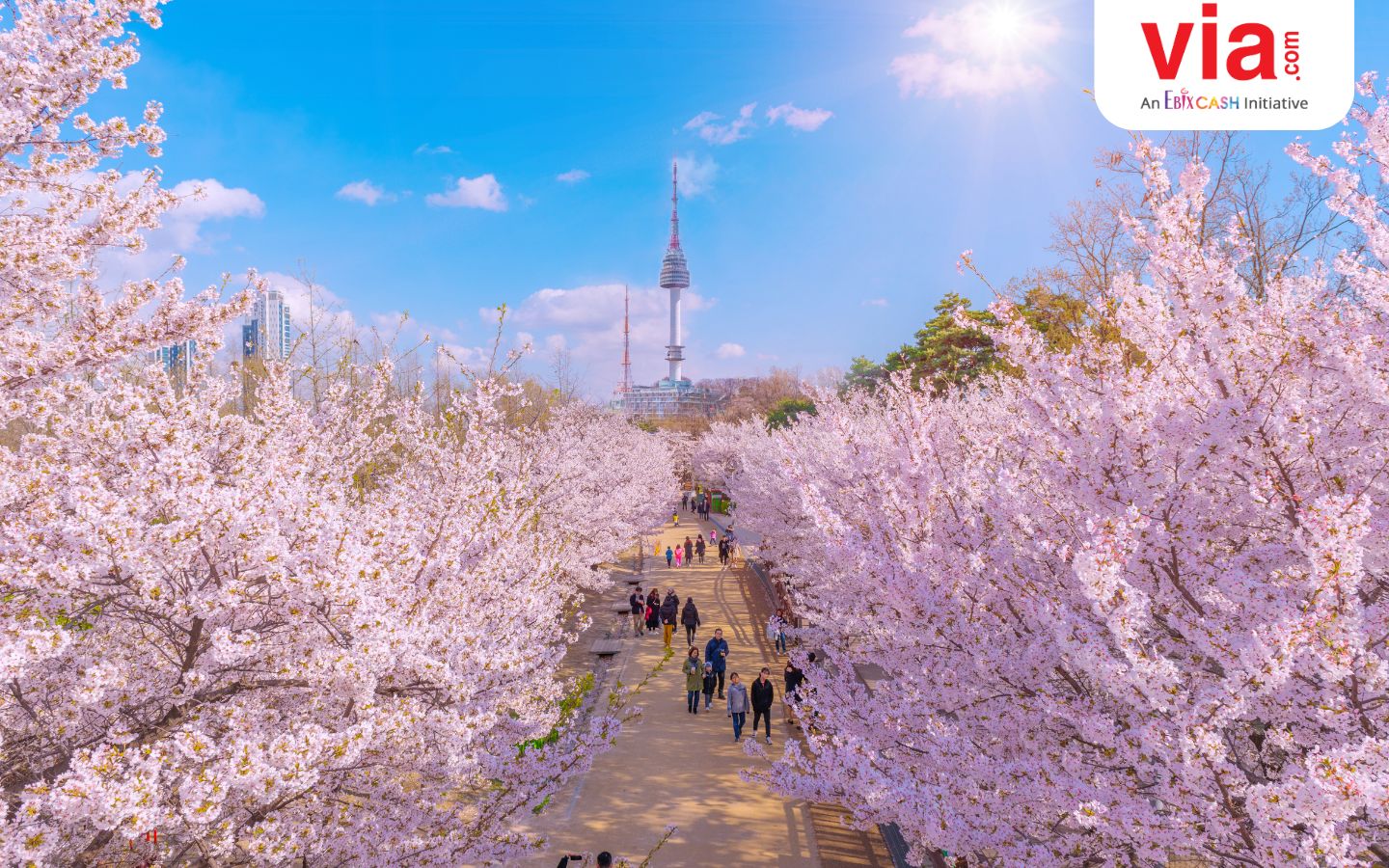 Sambut Keindahan Musim Semi di Korea Selatan: 5 Destinasi Rekomendasi