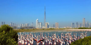 Ras Al Khor Wildlife Sanctuary