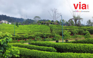 Kebuh Teh Ciater